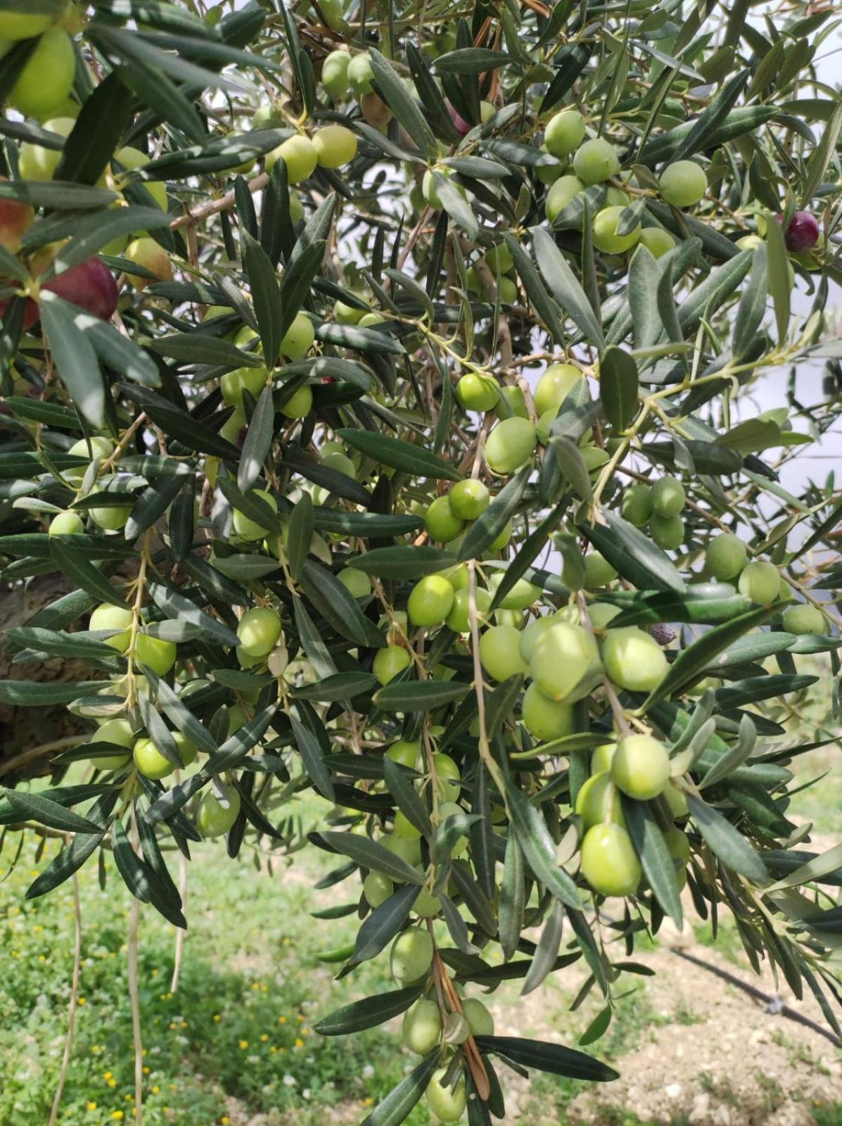 שאקה B&B Tenute Lazzarino מראה חיצוני תמונה